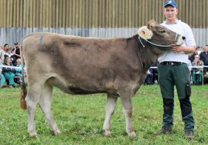 151009ViehschauSarnen 122